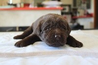 CHIOT