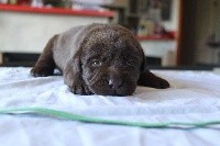 CHIOT
